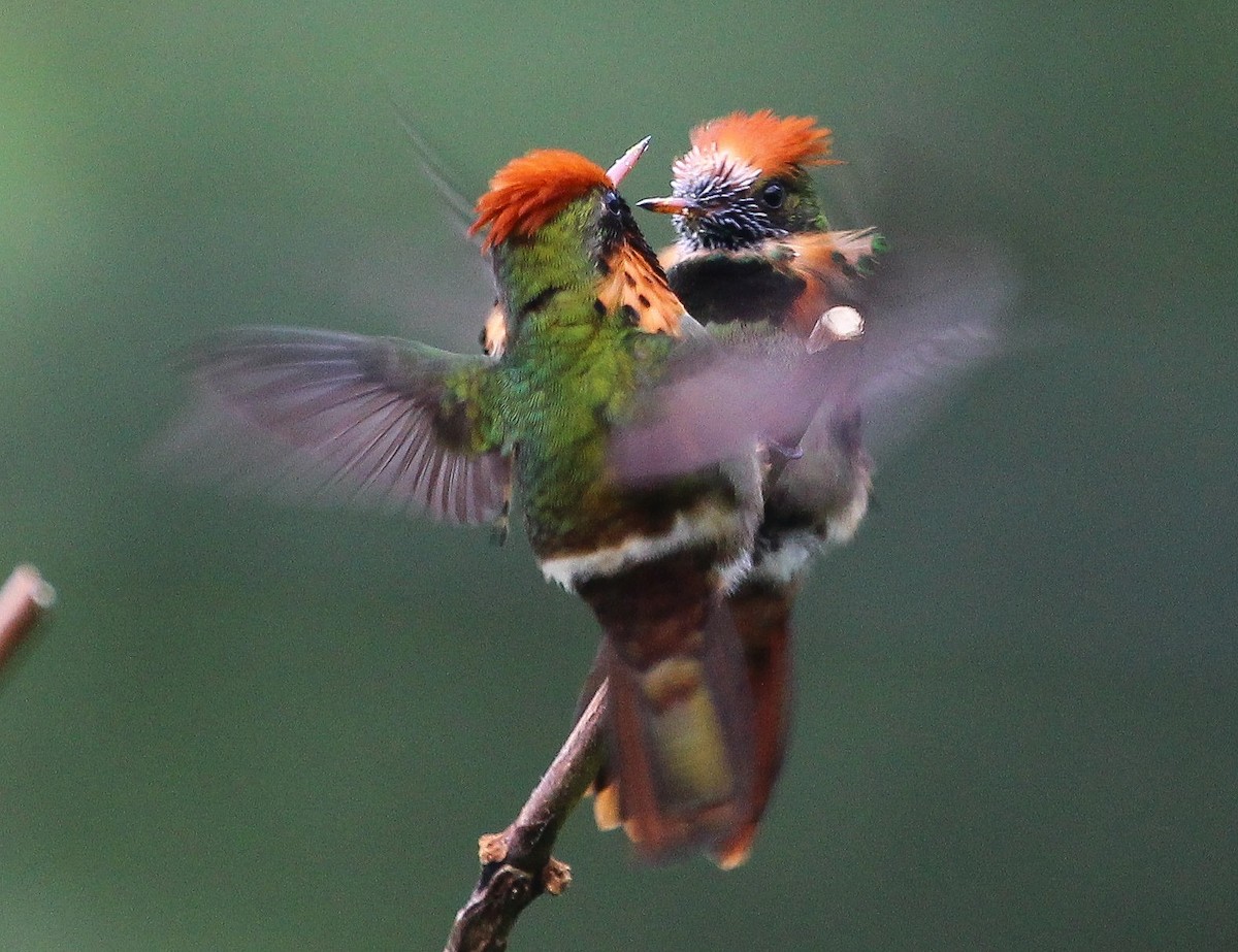 Tufted Coquette - ML204835081