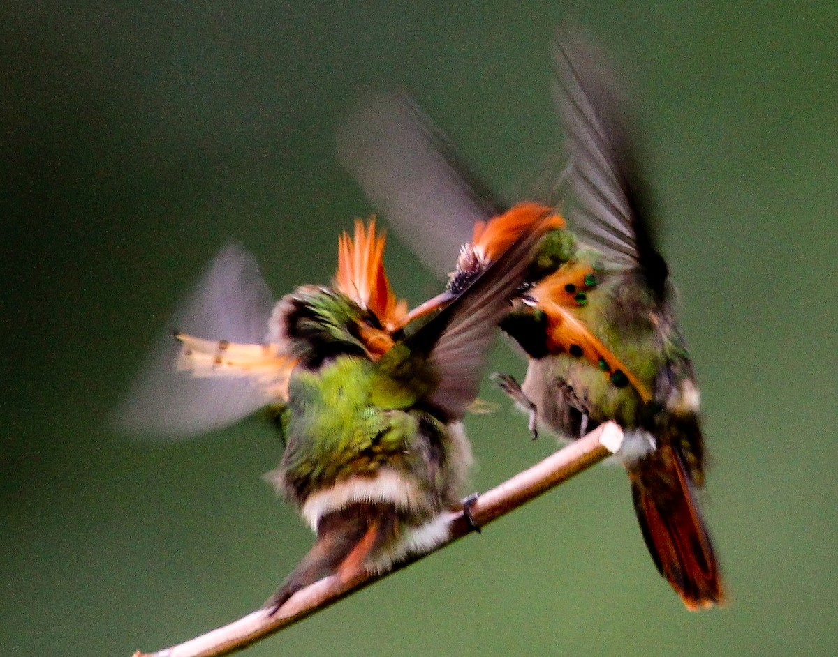 Tufted Coquette - Luis Mario Arce