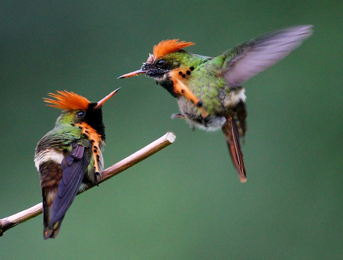 Tufted Coquette - Luis Mario Arce