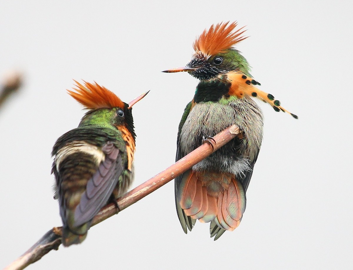 Tufted Coquette - ML204835121