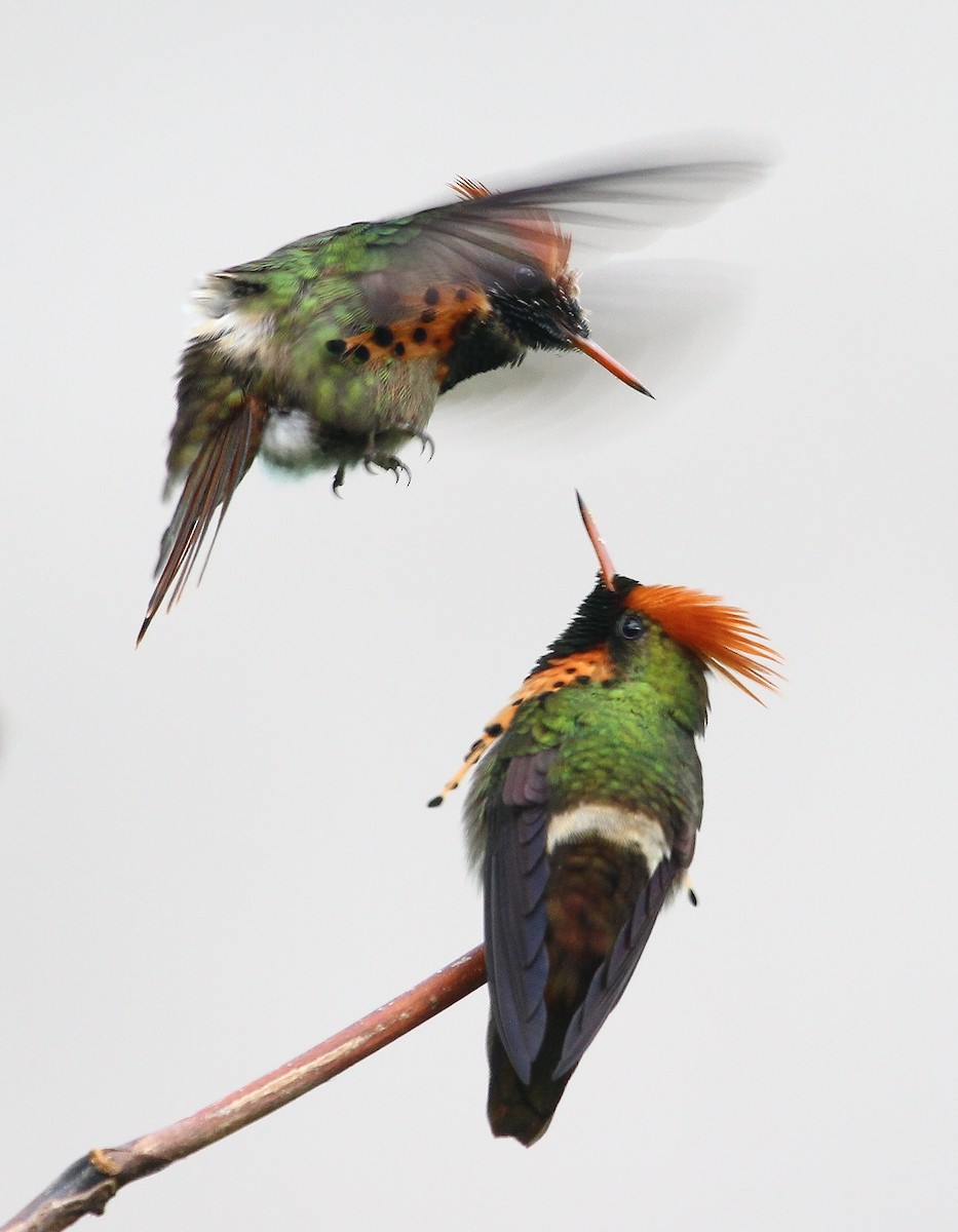 Tufted Coquette - Luis Mario Arce