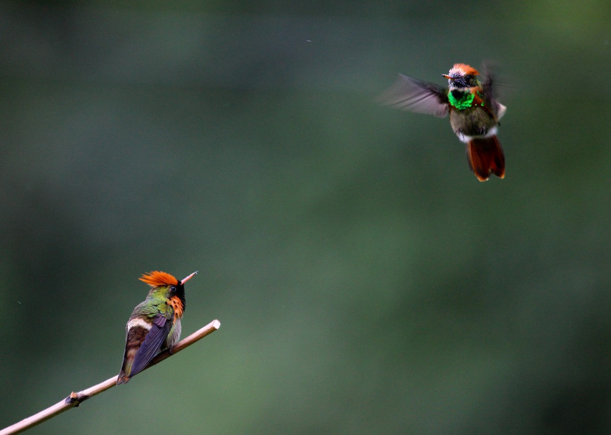 Tufted Coquette - ML204835161