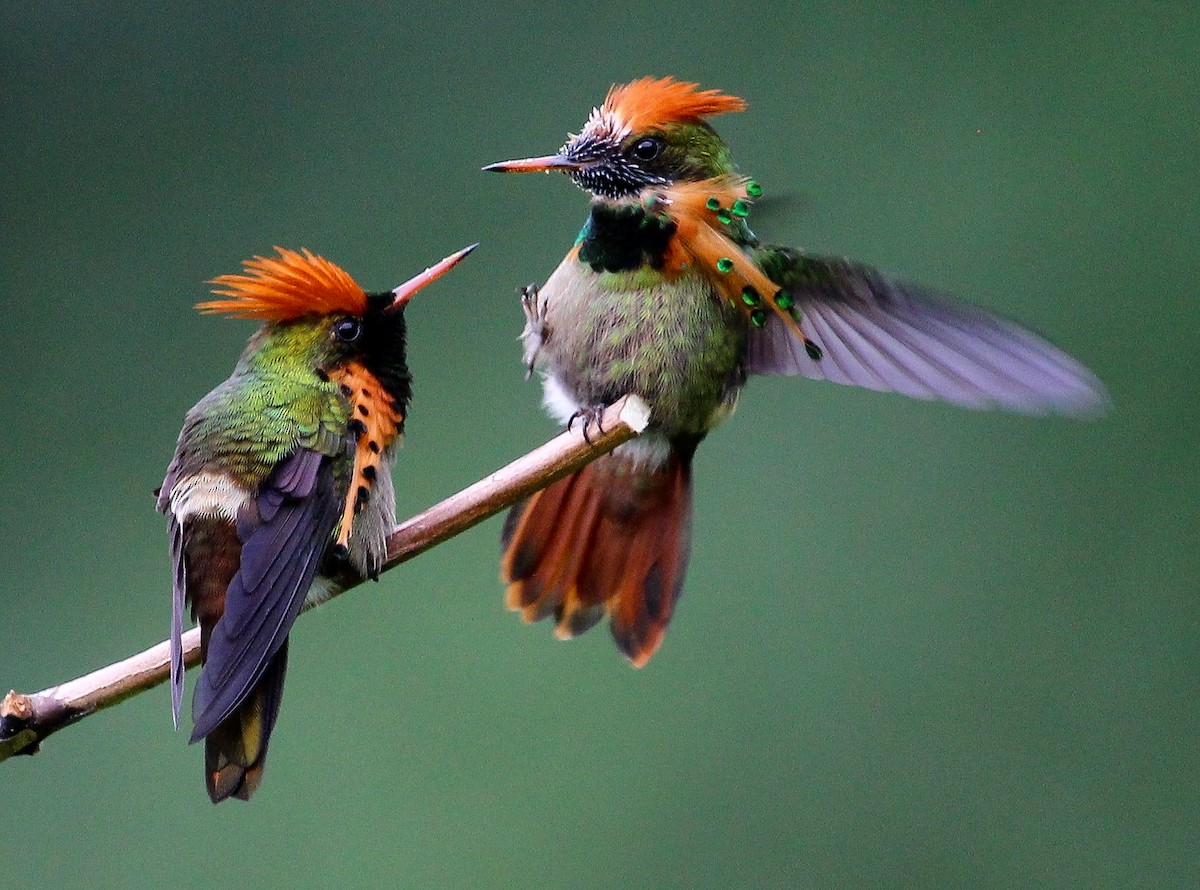 Tufted Coquette - ML204835171