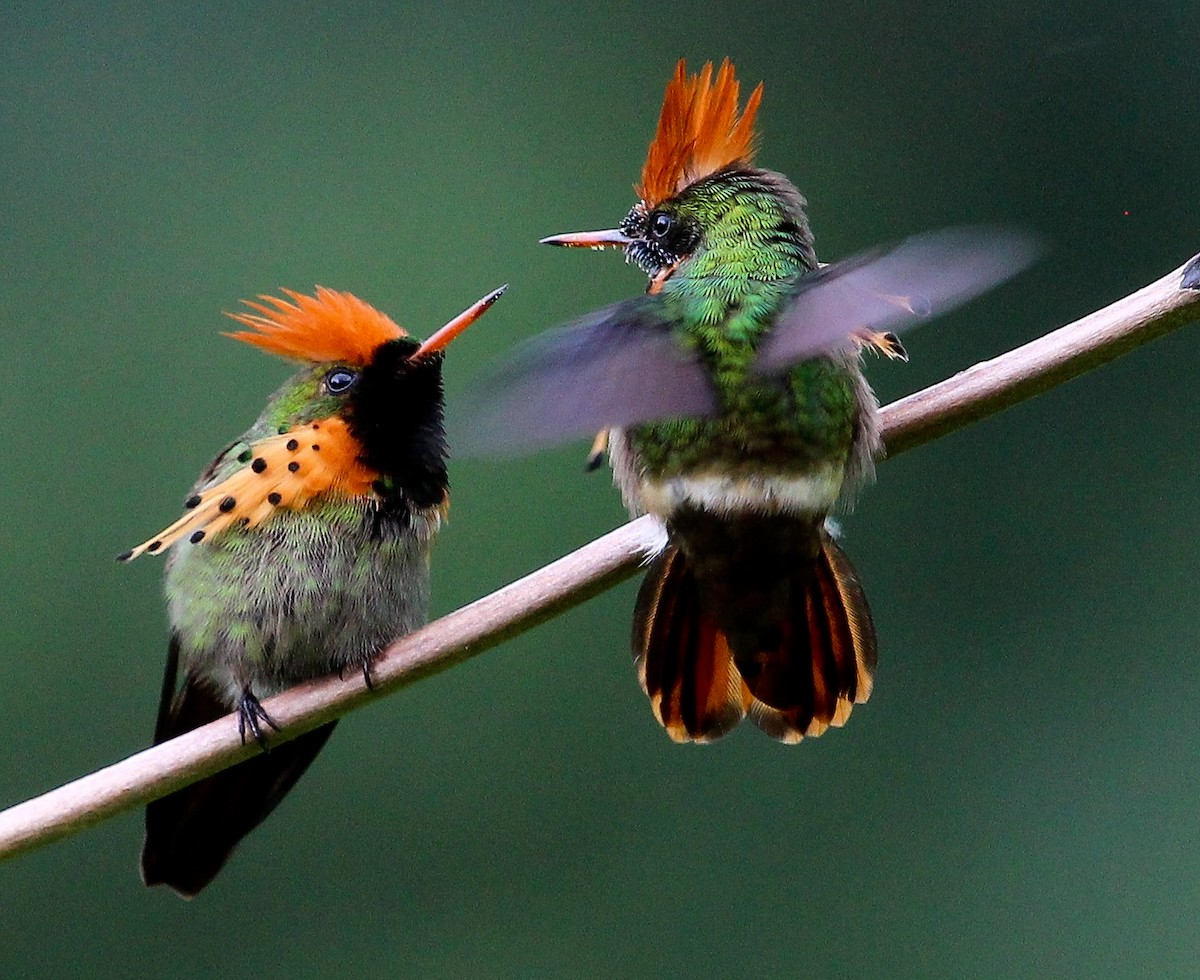 Tufted Coquette - ML204835191