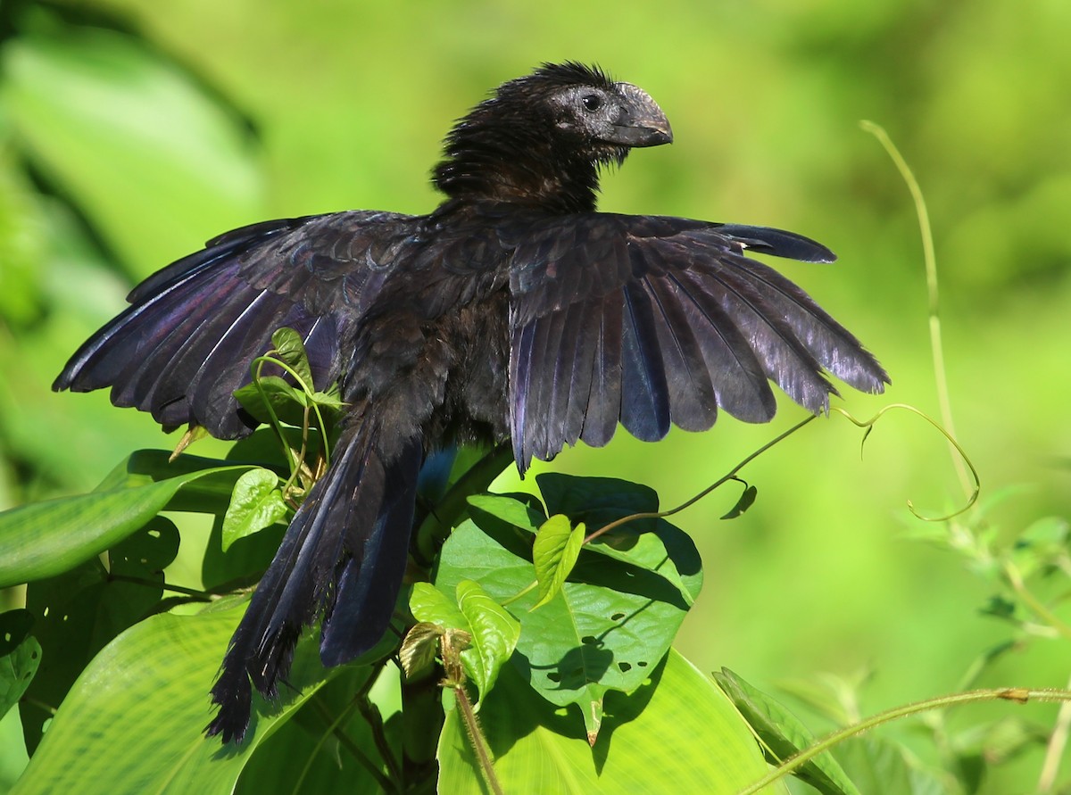 Smooth-billed Ani - ML204835251