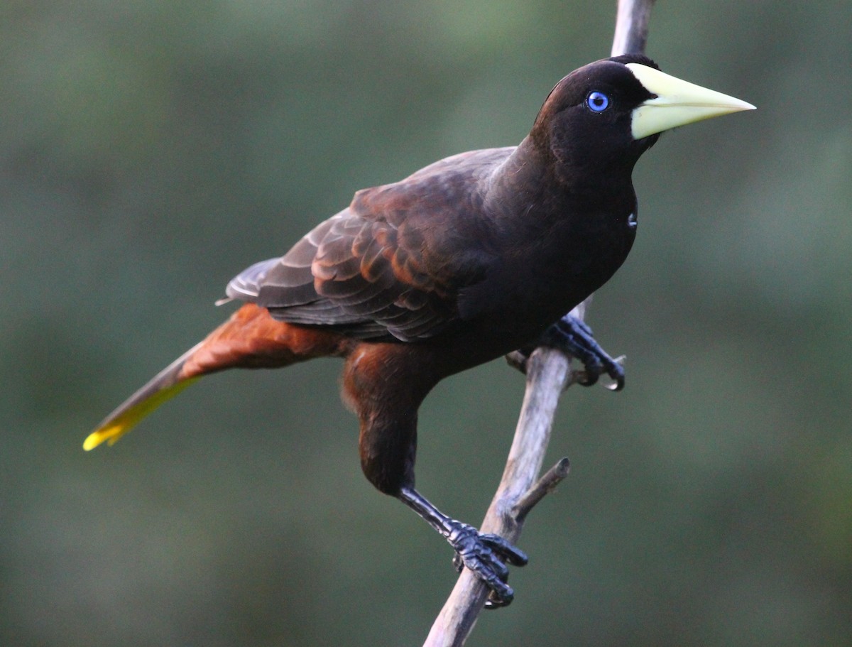Crested Oropendola - Luis Mario Arce