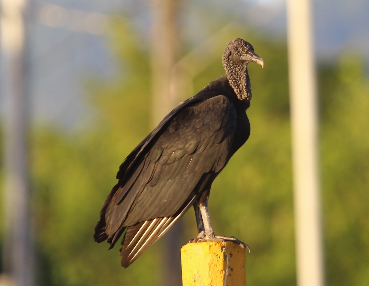 Black Vulture - ML204835431