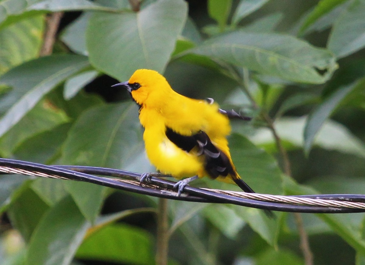 Yellow Oriole - ML204835531