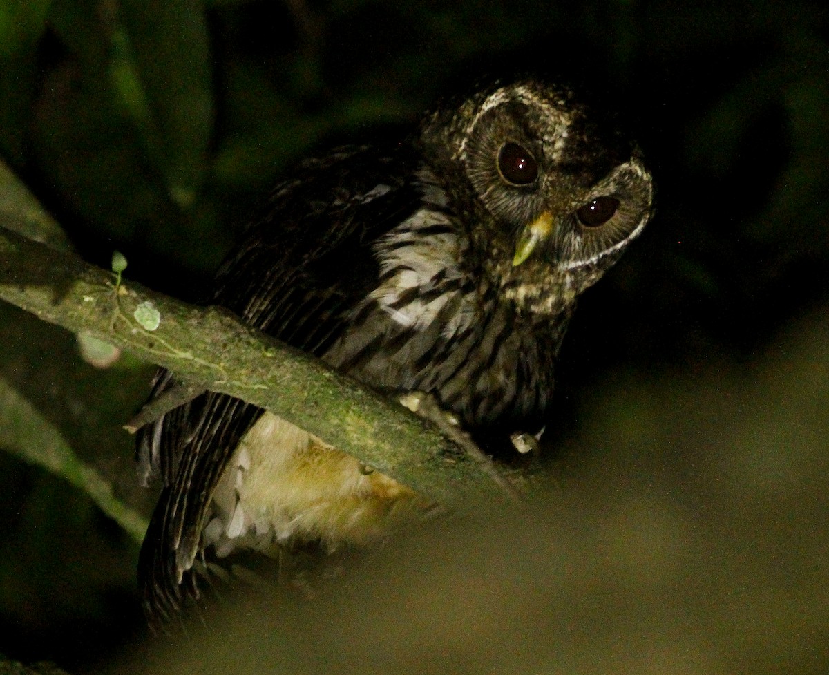 Mottled Owl (Mottled) - Luis Mario Arce