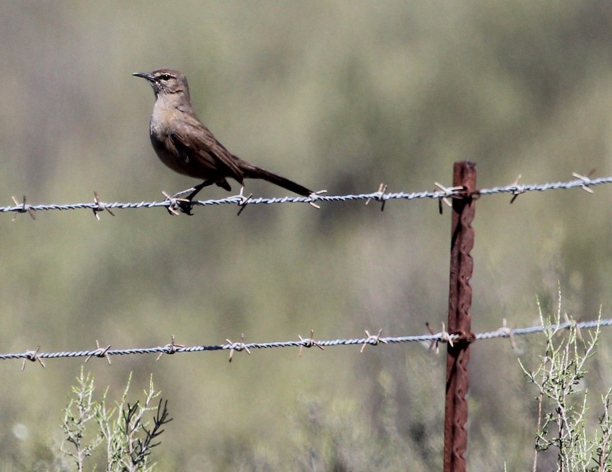 Karoo Scrub-Robin - ML204835911