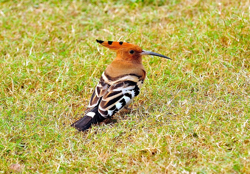 Common Hoopoe - ML204836231