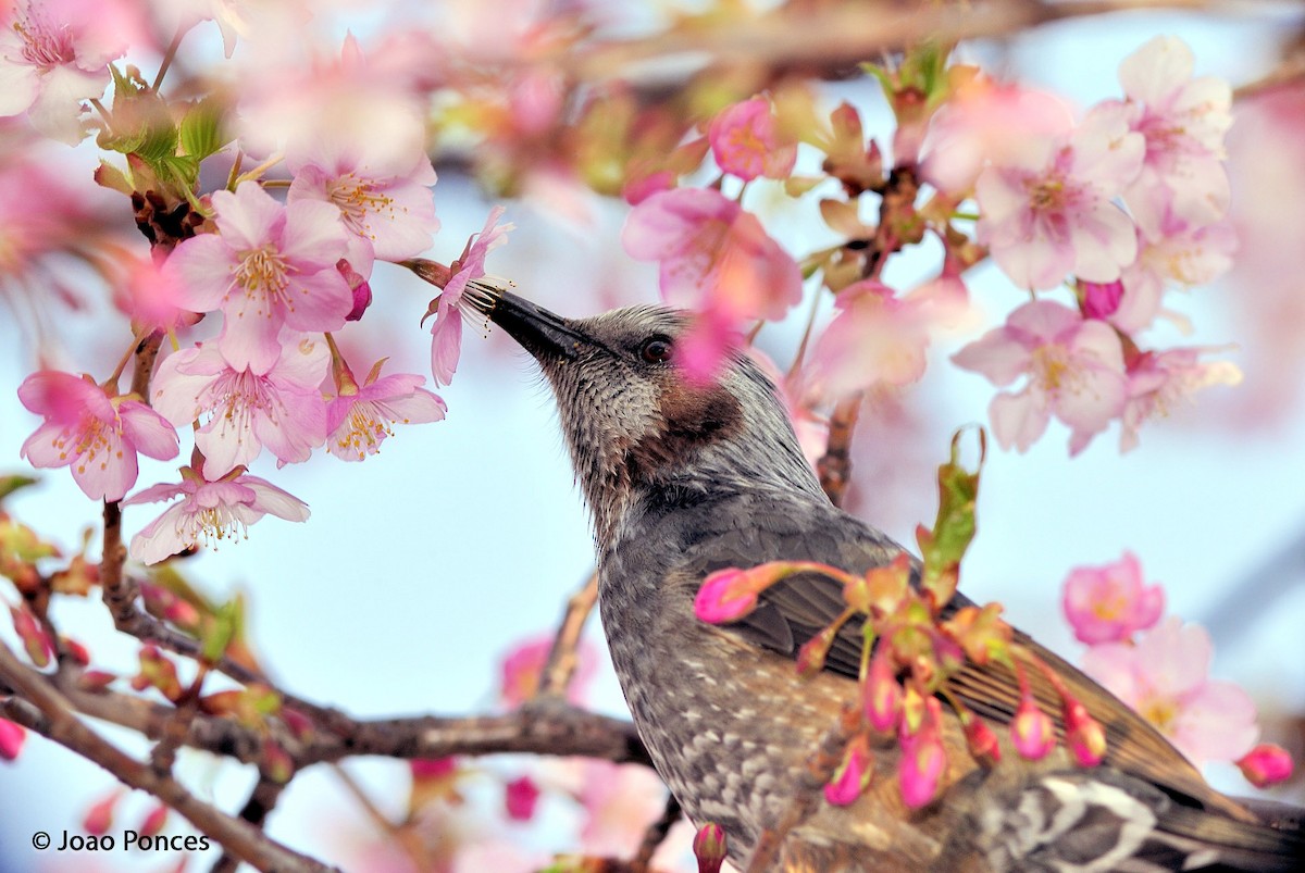 Brown-eared Bulbul - Joao Ponces de Carvalho