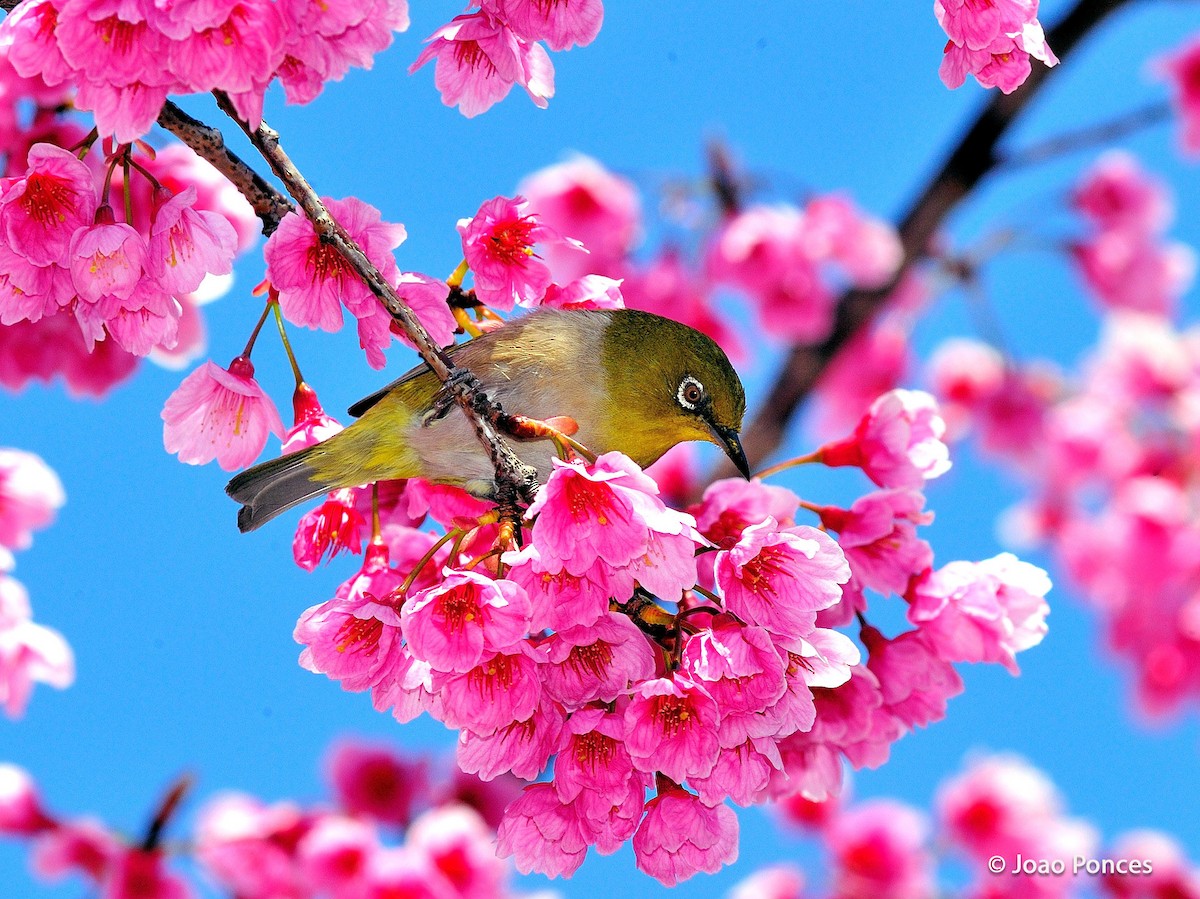 Warbling White-eye - ML204836251