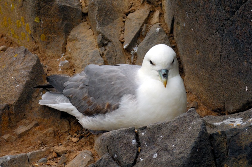 Northern Fulmar (Atlantic) - ML204836321