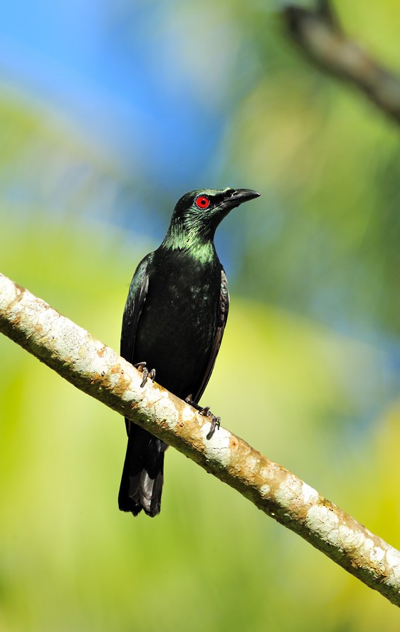 Asian Glossy Starling - ML204836331