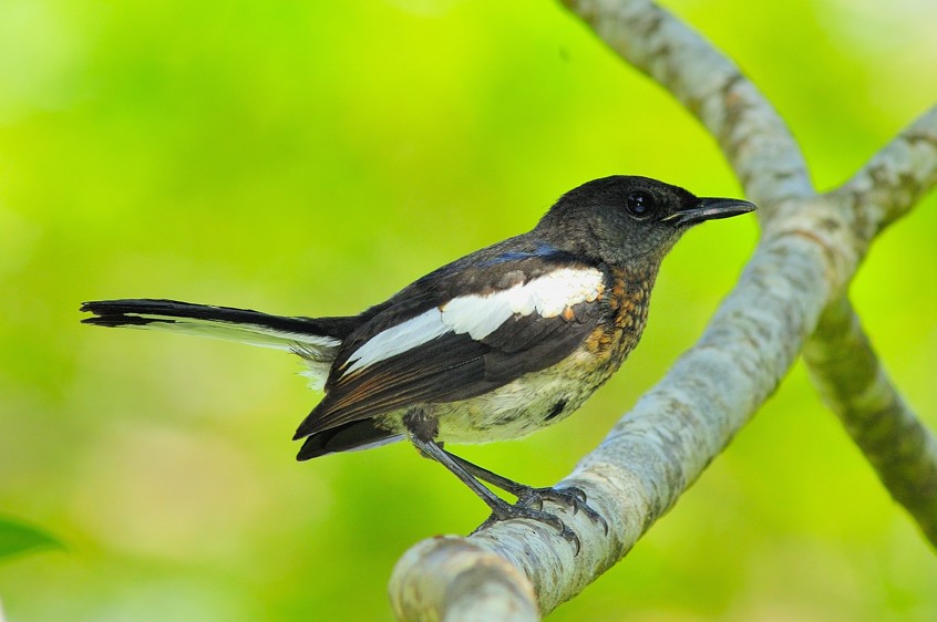 Oriental Magpie-Robin - ML204836341