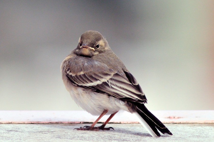 White Wagtail - ML204836371