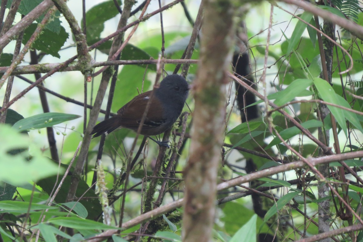 Gray-headed Antbird - Simon RB Thompson