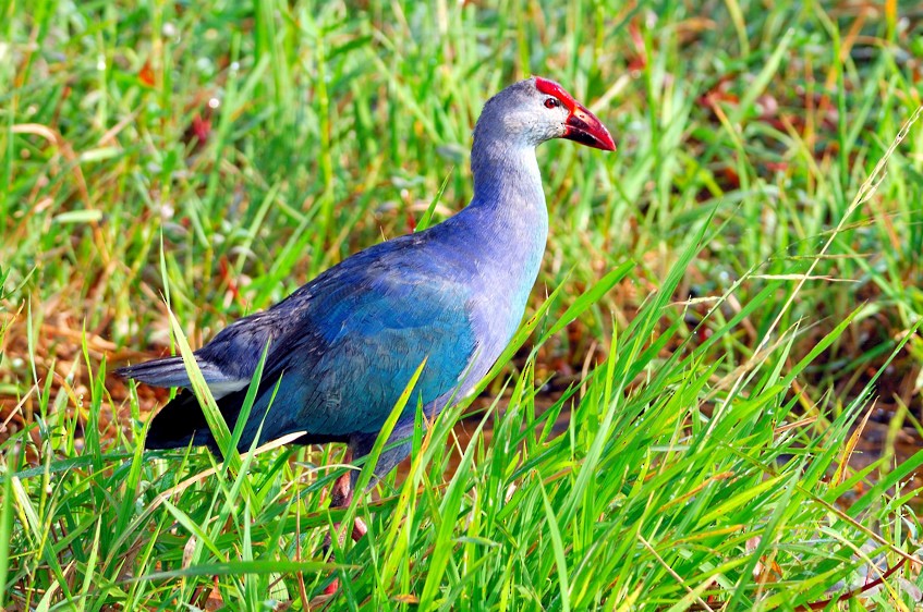 Gray-headed Swamphen - ML204836701