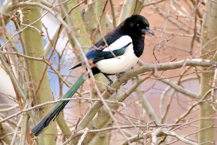 Eurasian Magpie - ML204836721