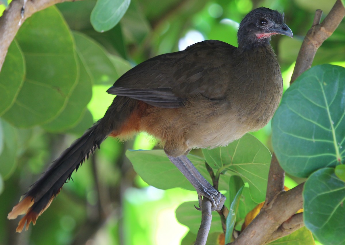 Rufous-vented Chachalaca (Rufous-tipped) - ML204837001