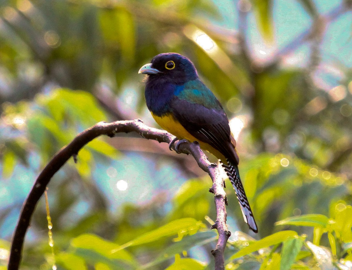 trogon guyanský - ML204837121