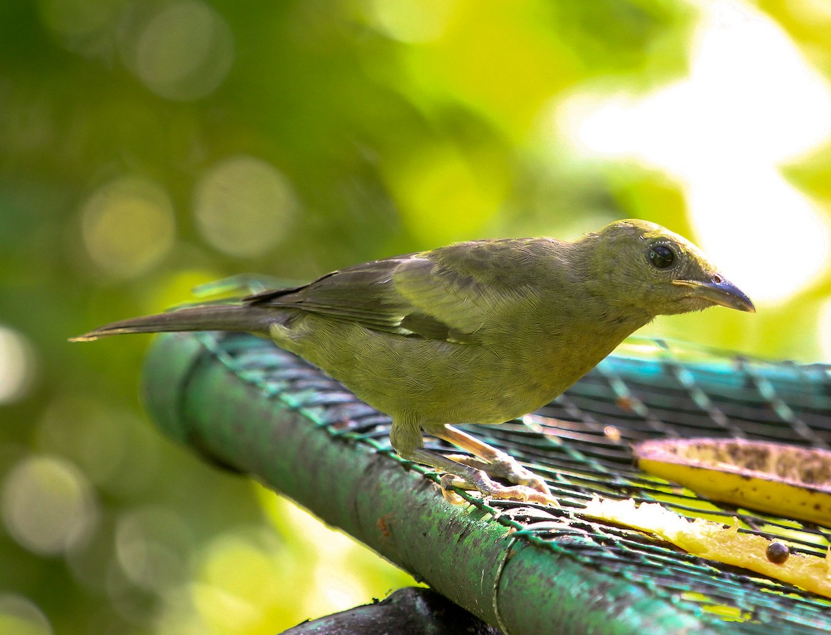 Palm Tanager - Luis Mario Arce