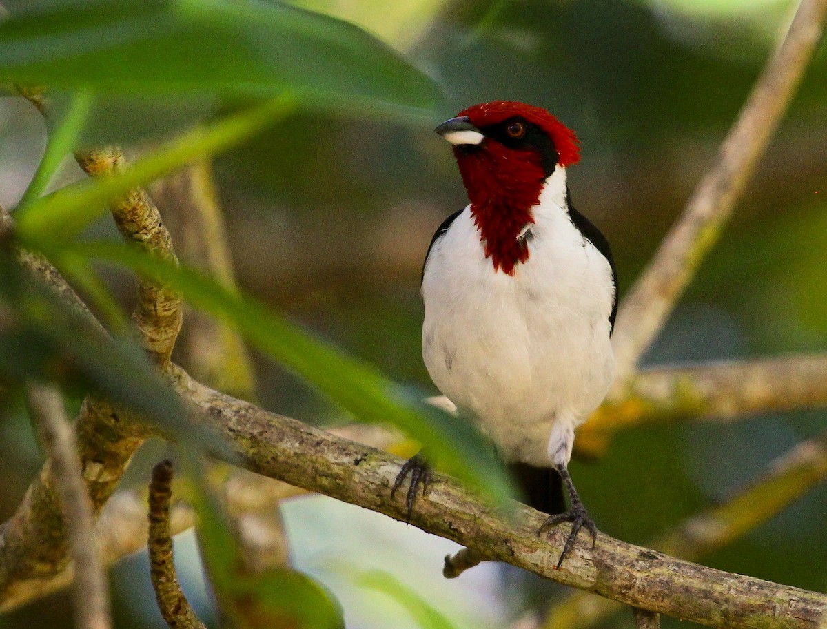 Masked Cardinal - ML204837361