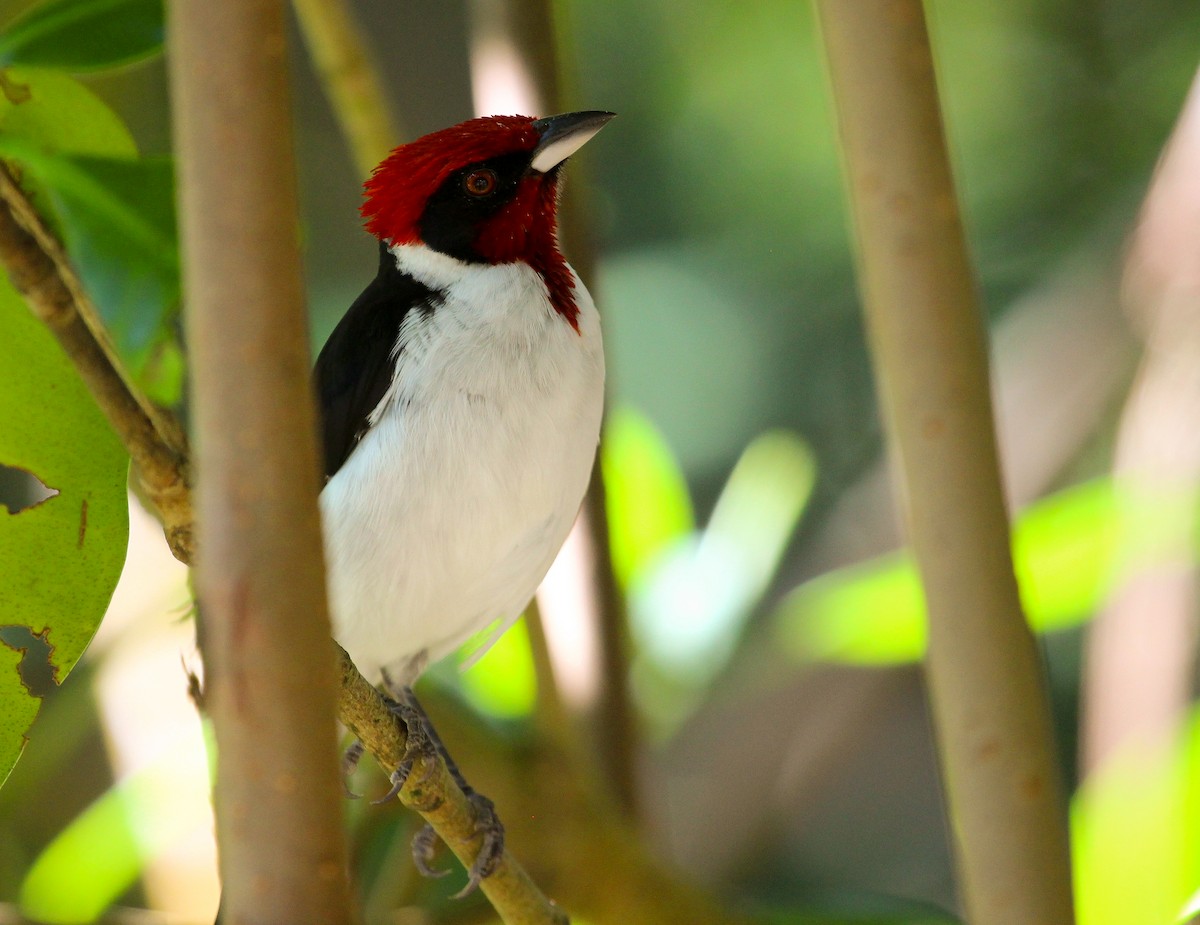 Masked Cardinal - ML204837371