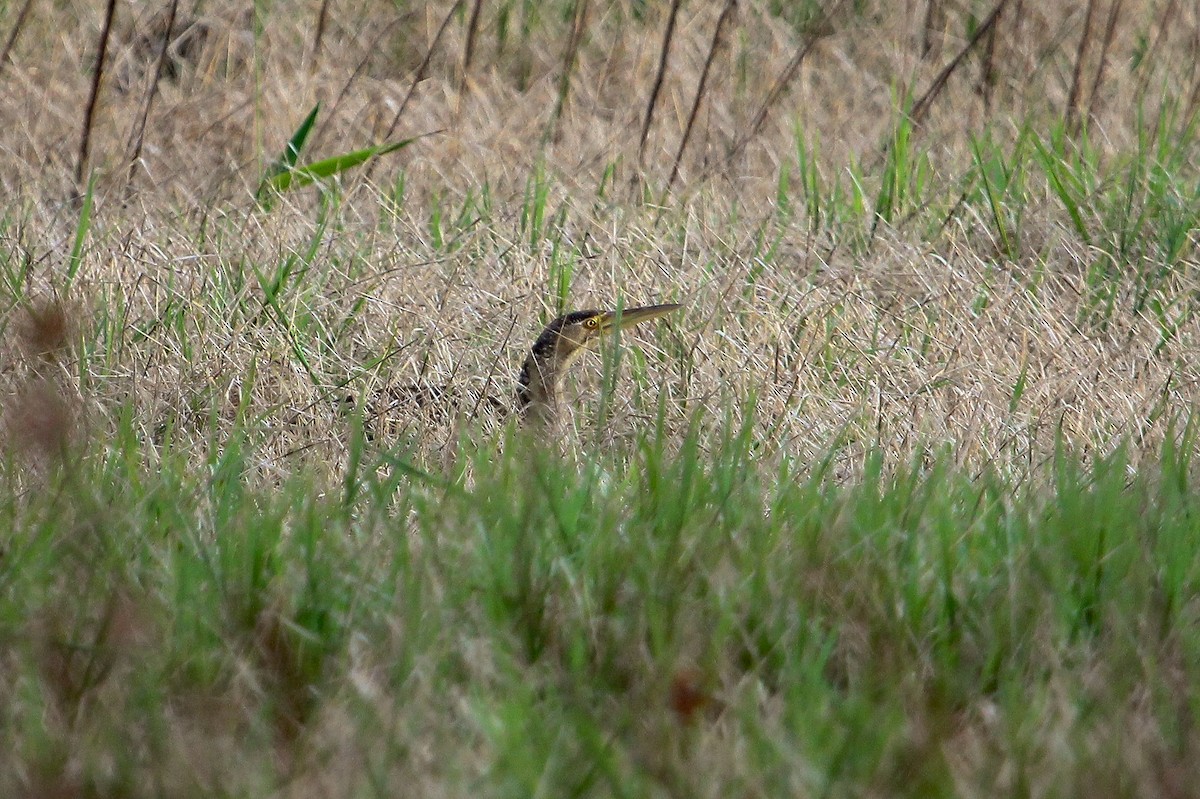 Pinnated Bittern - ML204837401