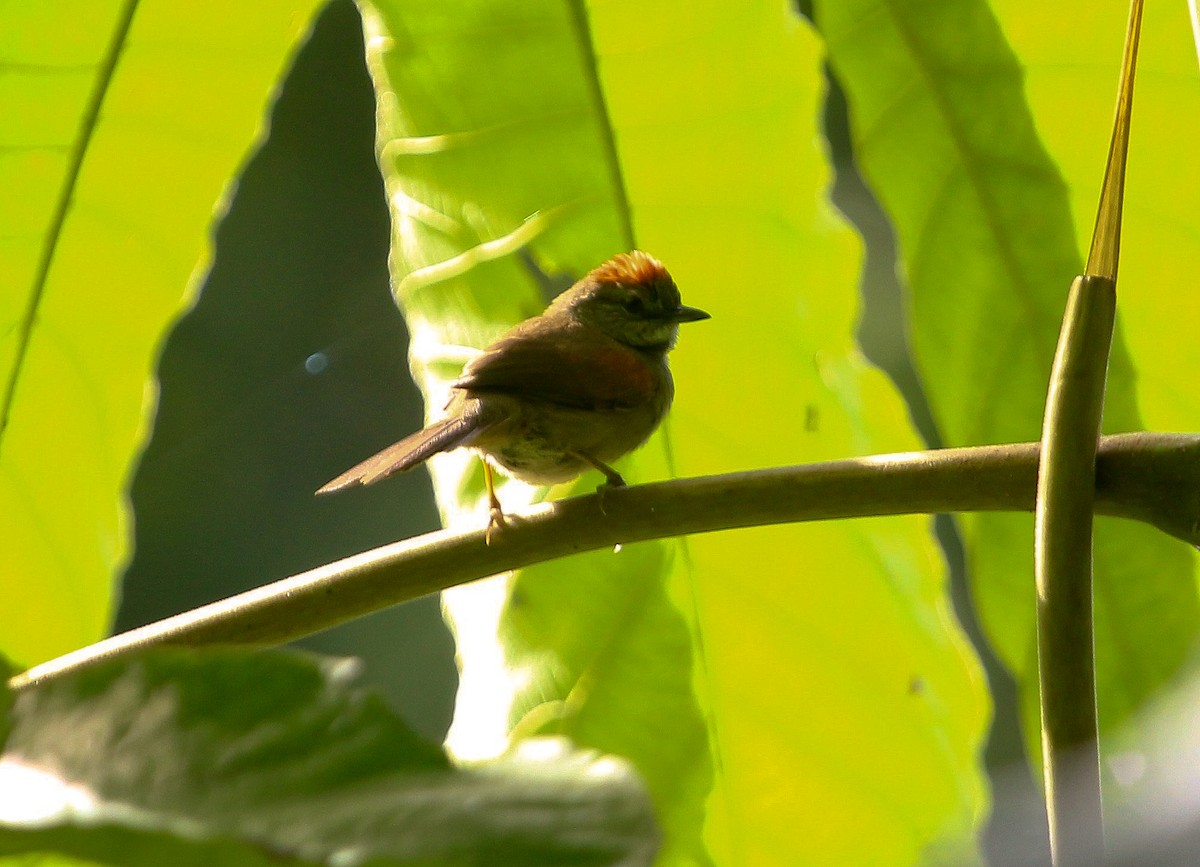 Pale-breasted Spinetail - ML204837491