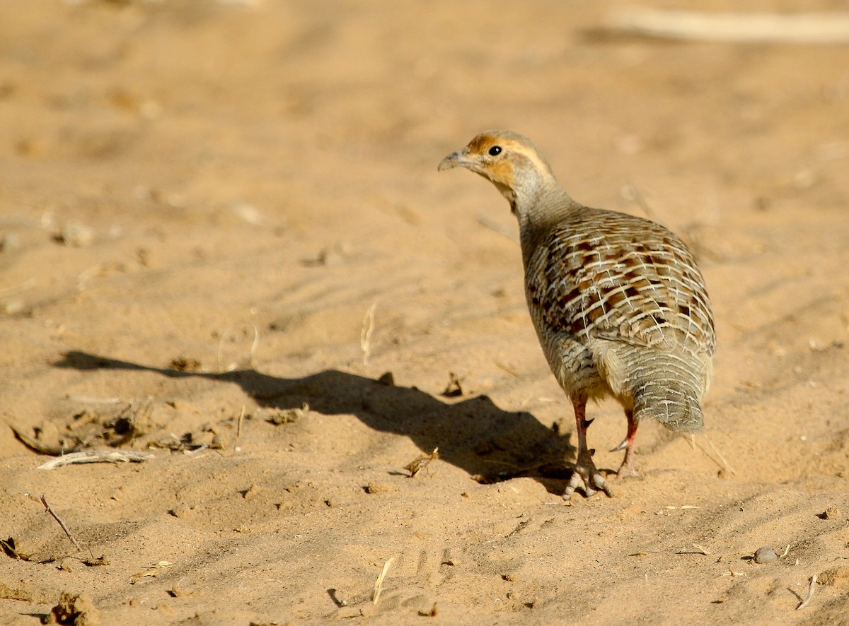 Gray Francolin - ML204837801