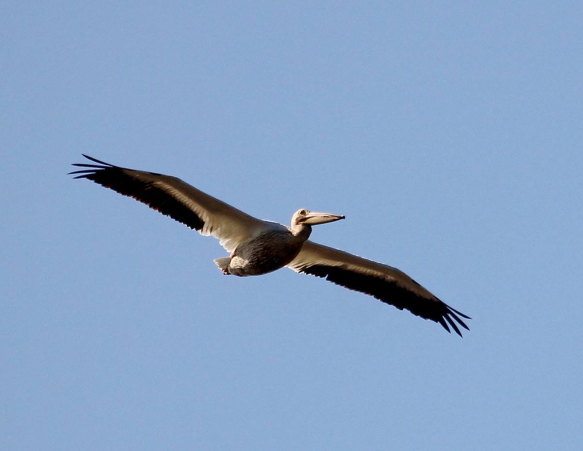 pelikán severoamerický - ML204837911