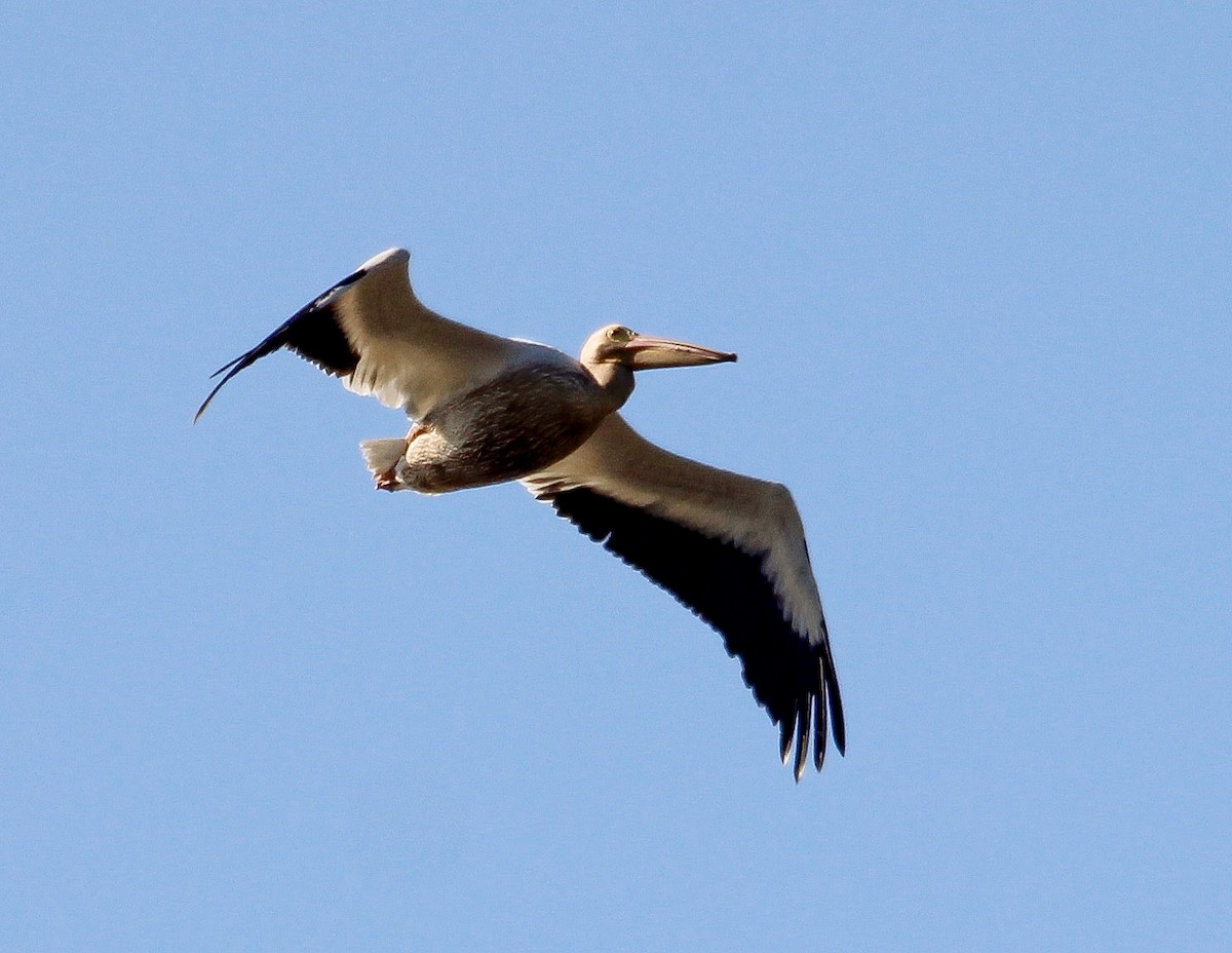 pelikán severoamerický - ML204837921