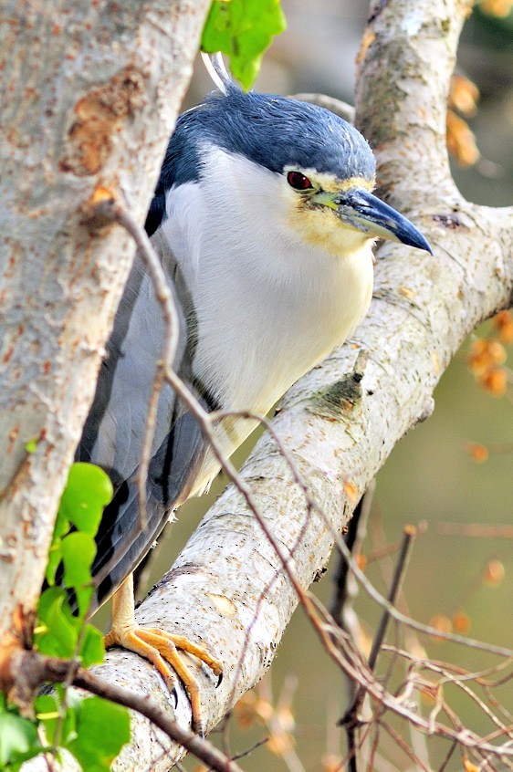 Black-crowned Night Heron - ML204838101