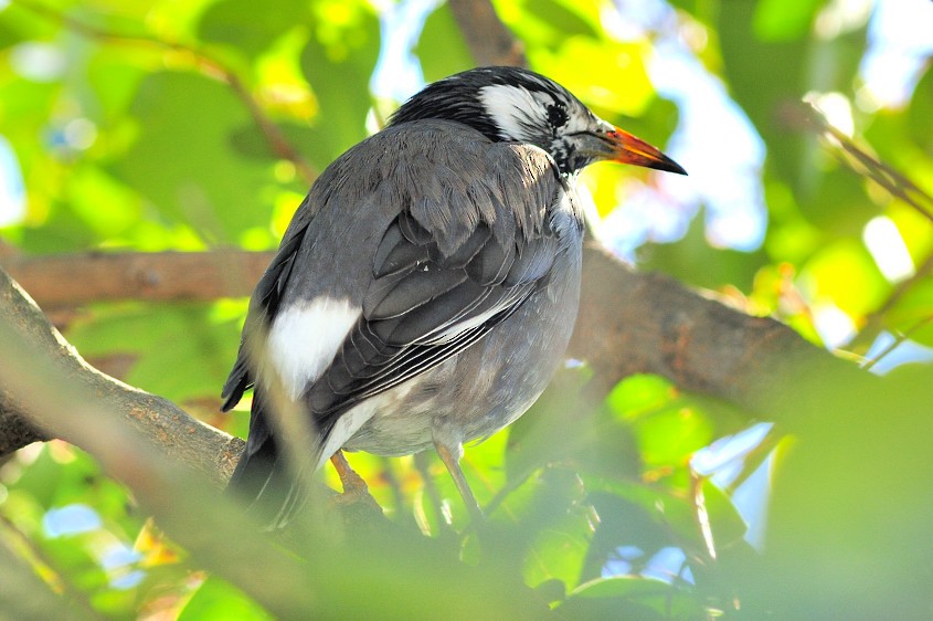 White-cheeked Starling - ML204838111