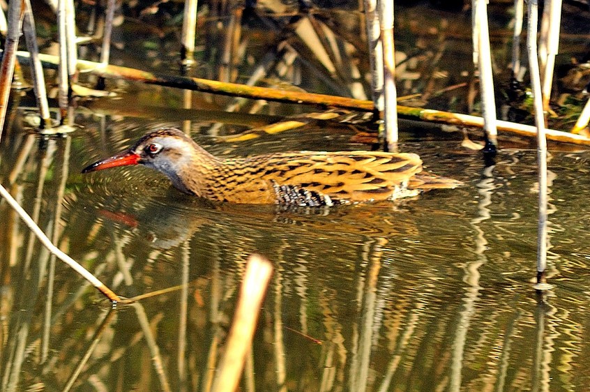 Brown-cheeked Rail - Joao Ponces de Carvalho