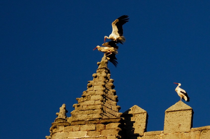 White Stork - Joao Ponces de Carvalho