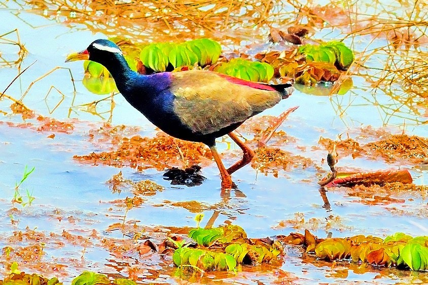 Bronze-winged Jacana - ML204838381