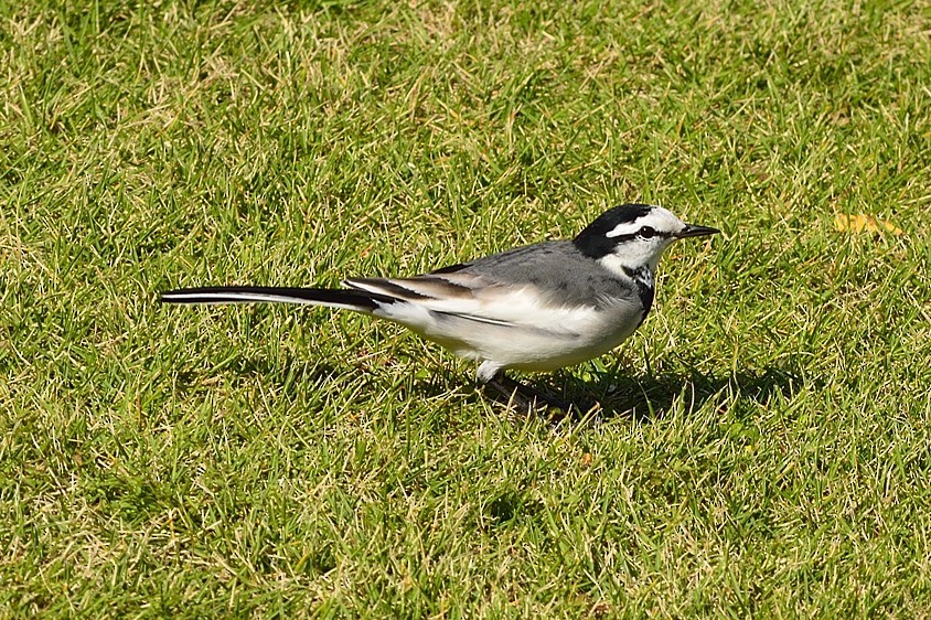 White Wagtail - ML204838461