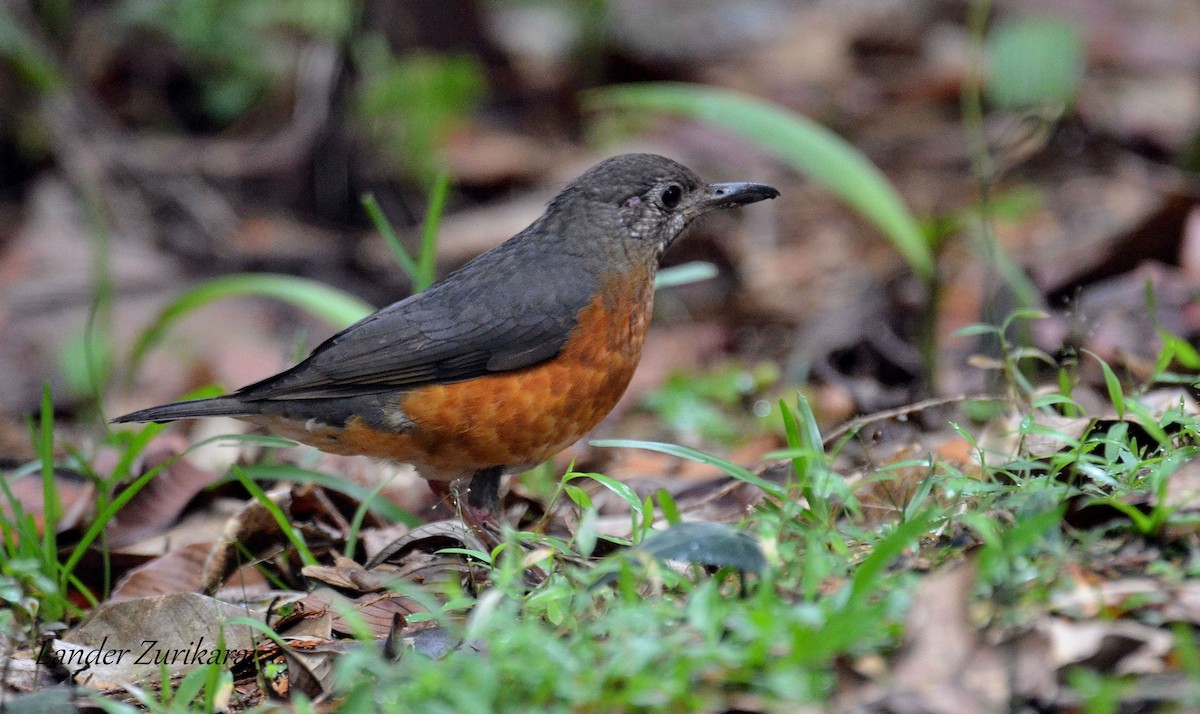 Everett's Thrush - Lander Zurikarai