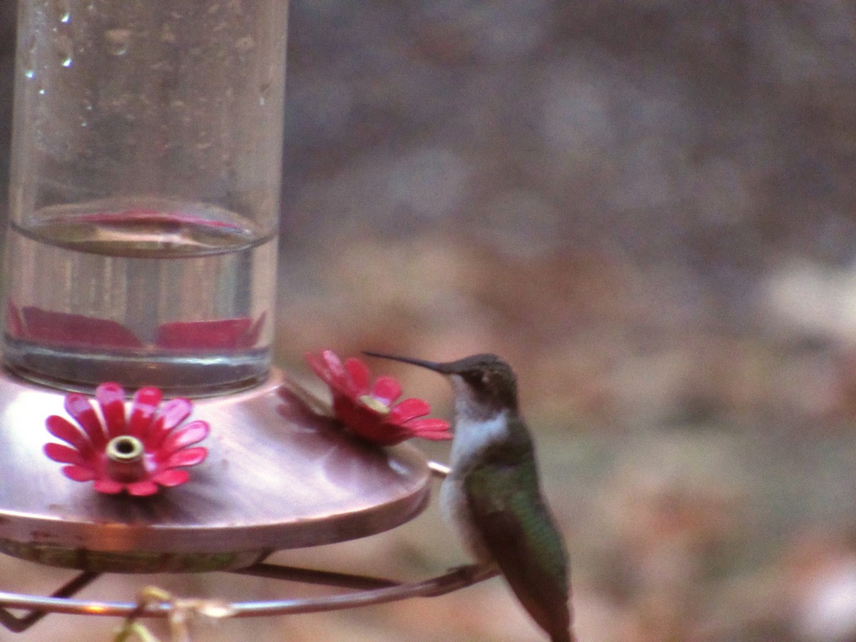 hummingbird sp. - ML20483861