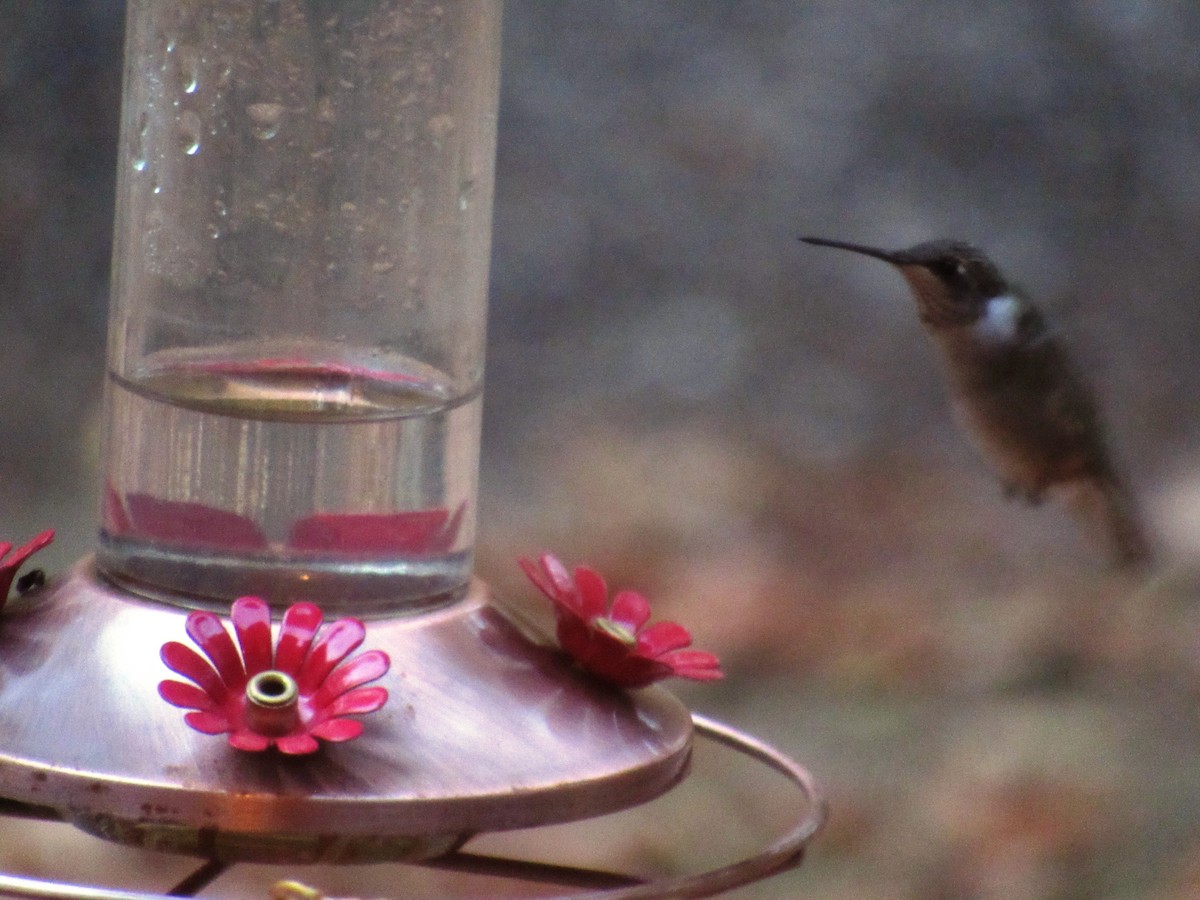 Trochilidae sp. - ML20483871