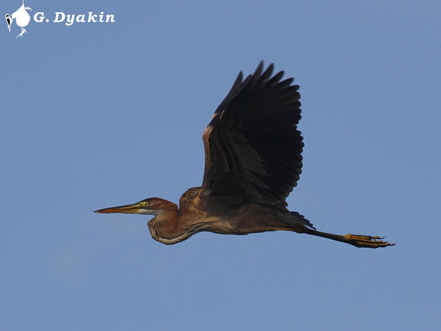 Purple Heron (Purple) - ML204838851