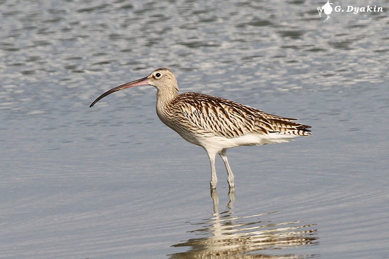 Eurasian Curlew - ML204838891