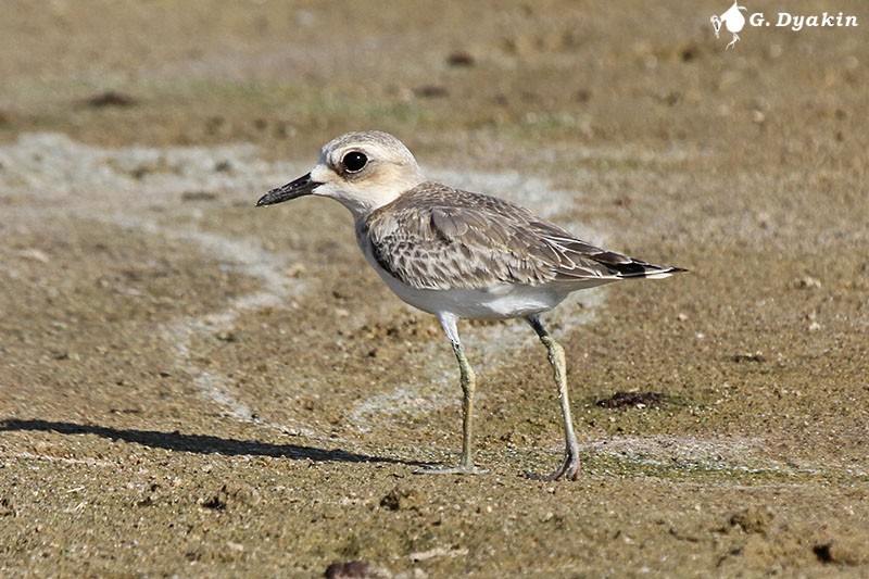 Greater Sand-Plover - Gennadiy Dyakin