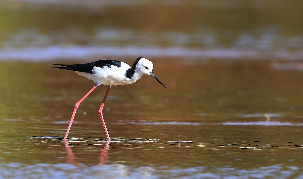 Pied Stilt - ML204839211