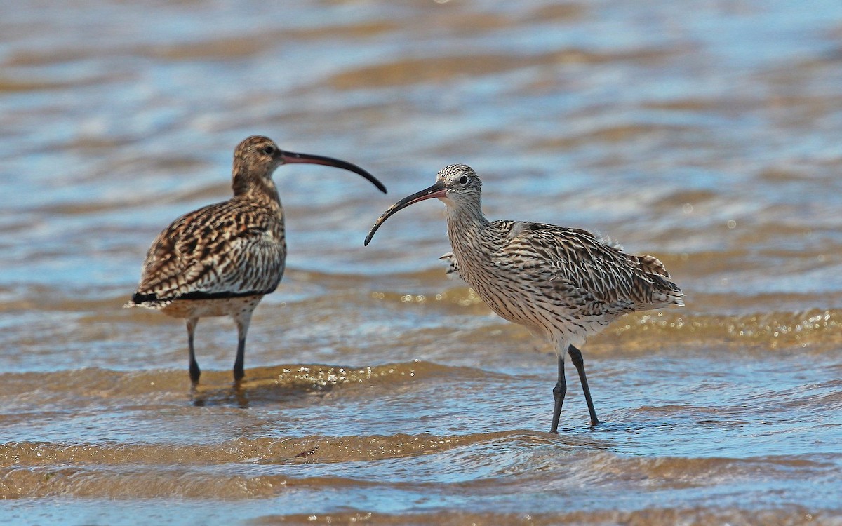 Far Eastern Curlew - ML204839231