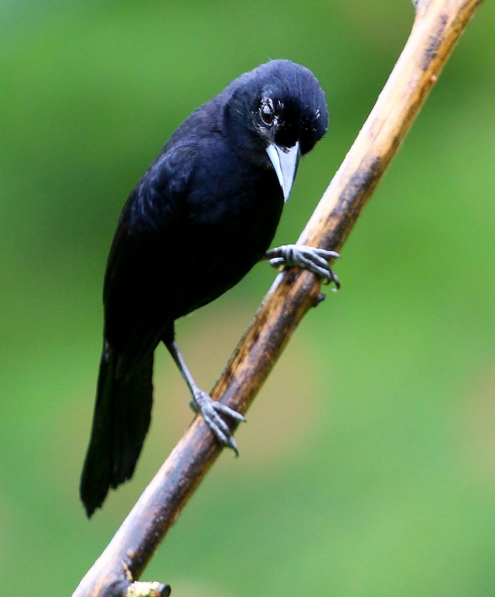 White-lined Tanager - Luis Mario Arce