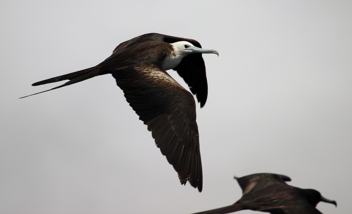 Magnificent Frigatebird - Luis Mario Arce